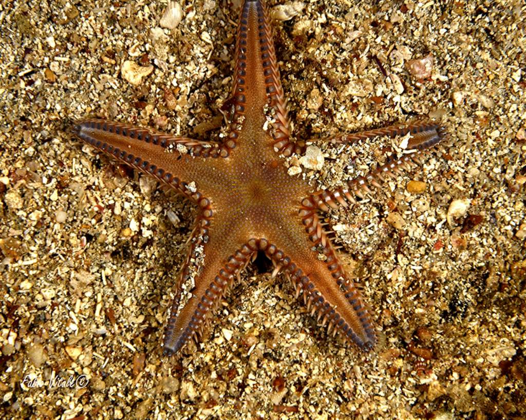 Due Astropecten da Santa Maria al Bagno (LE)